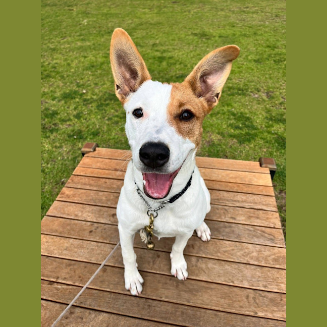 Photo of Skye
