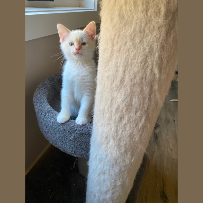 Photo of Dale Meet Me At Pet Stock Chelsea