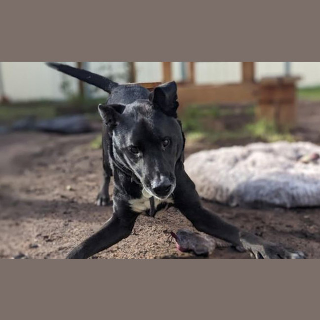 Photo of Midnight