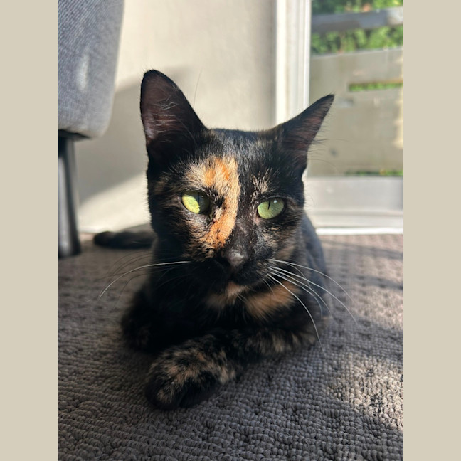 Photo of Honey