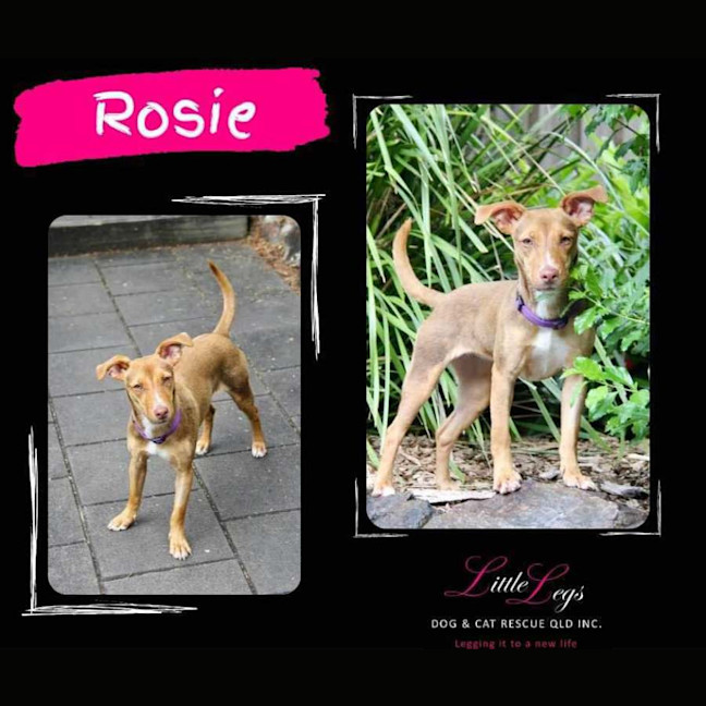 Photo of Rosie