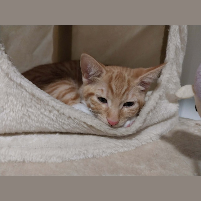 Photo of Chilli