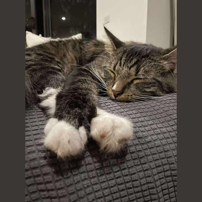 Photo of Freddy   In Foster Care In Preston