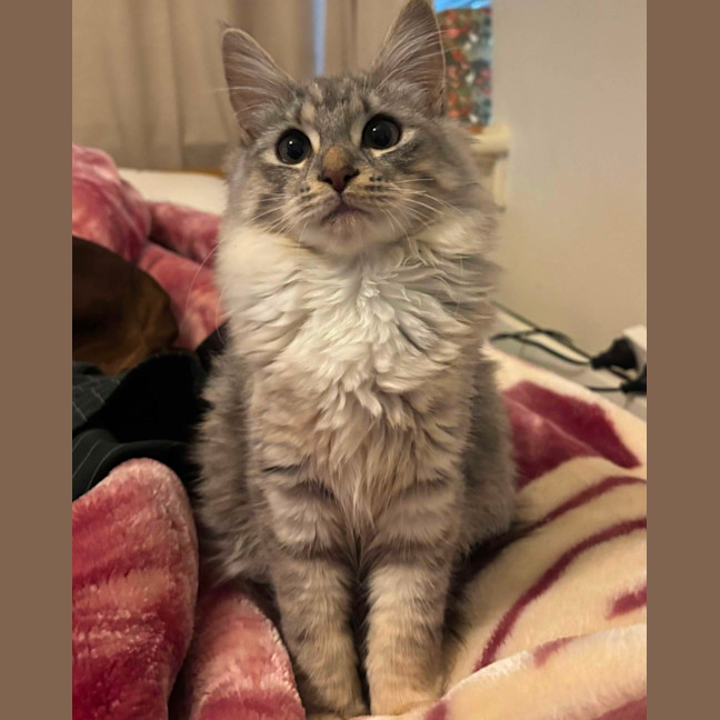 Photo of Momo & Dumpling 