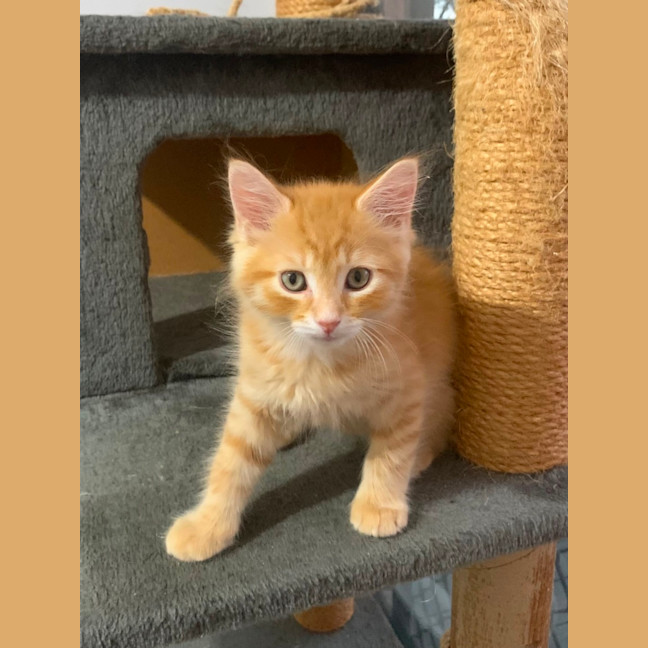 Photo of Sawyer 🐈🐈💙💙