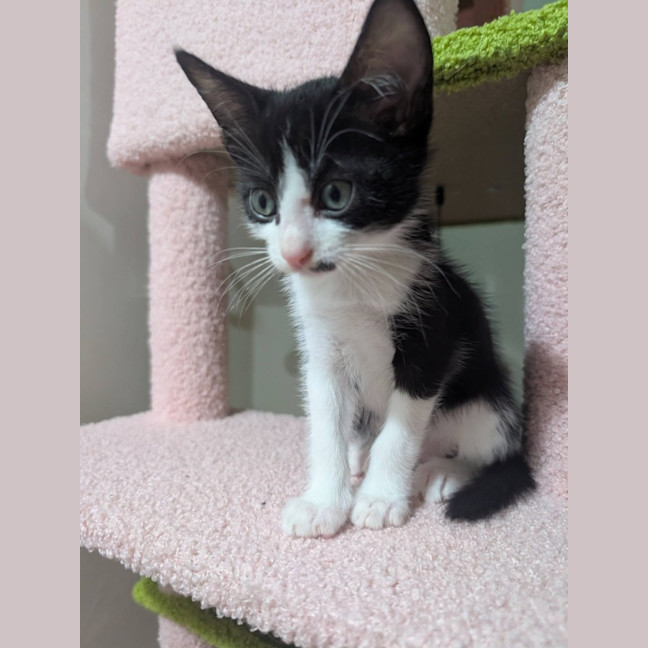 Photo of Freckle