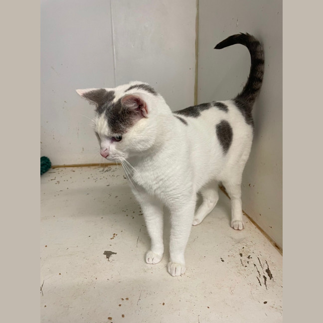 Photo of Mew2