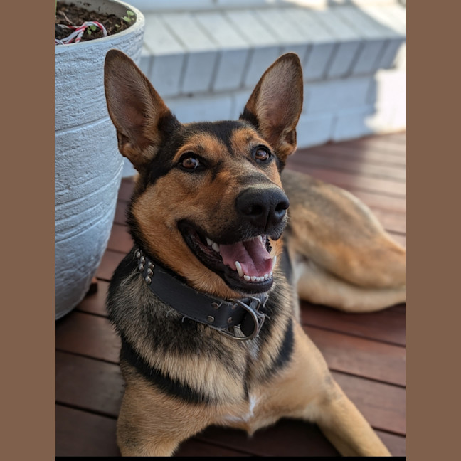 Photo of Hannah   2 Year Old German Shepherd X