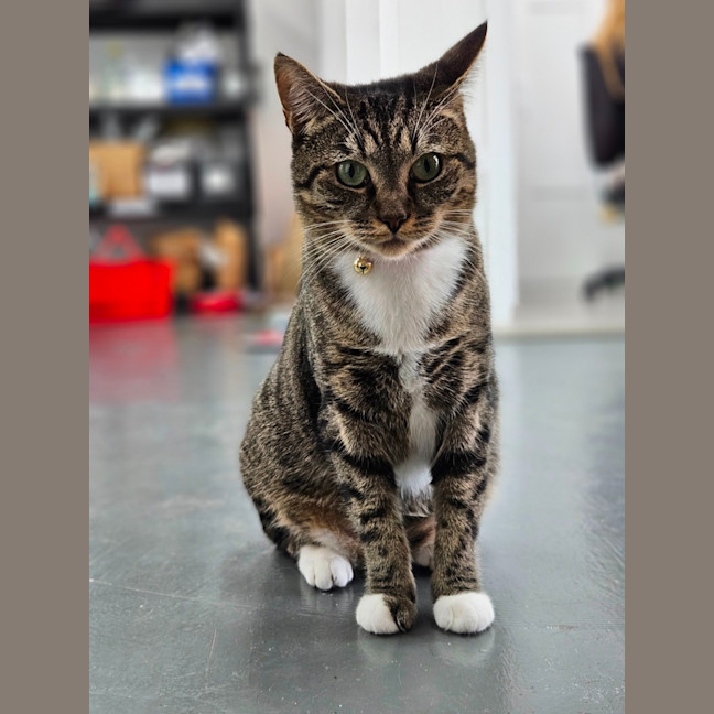 Photo of Snickers 