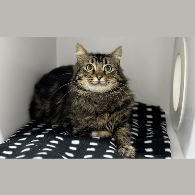 Photo of Basil