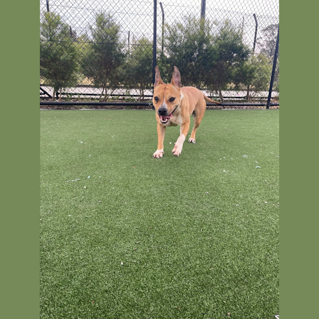 Photo of Beatrix Imp 1481