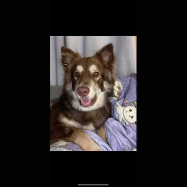 Photo of Simba