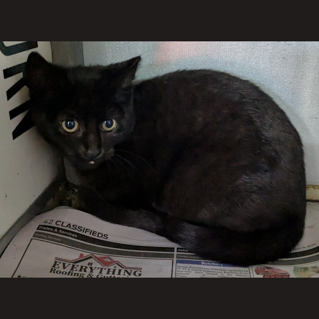 Photo of Mushroom Magee