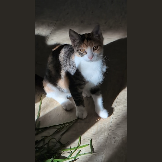 Photo of Nibbles