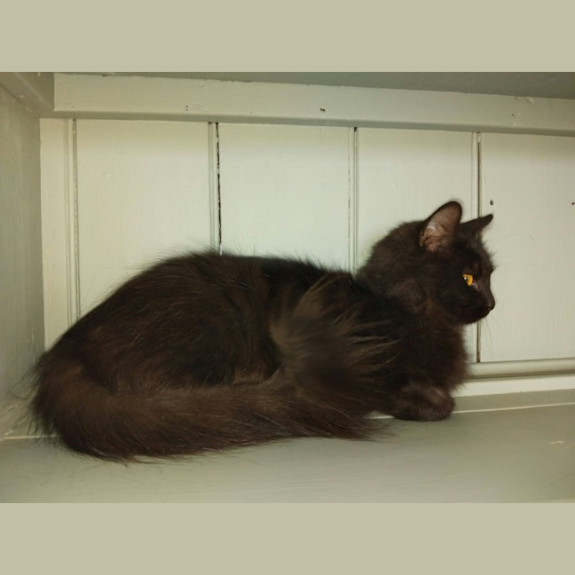 Photo of Bella