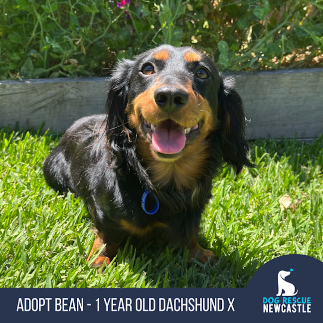 Photo of Bean   1 Year Old Dachshund X