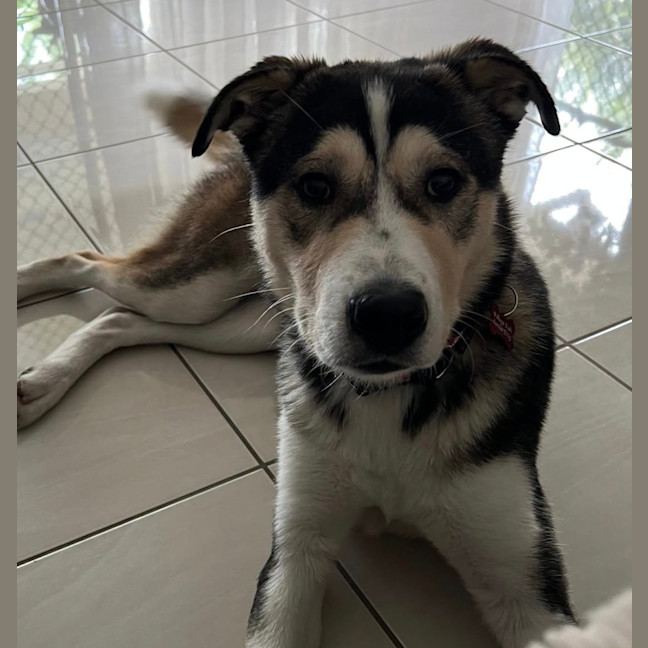 Photo of Lupo