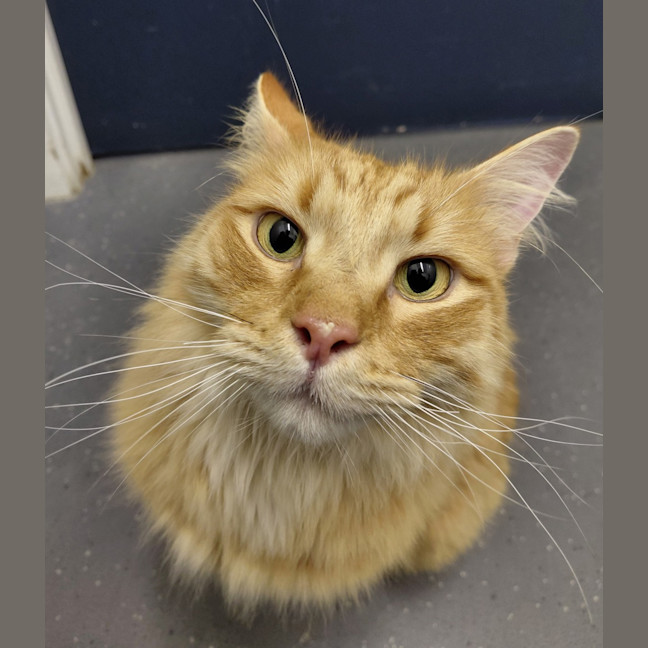 Photo of Tigger