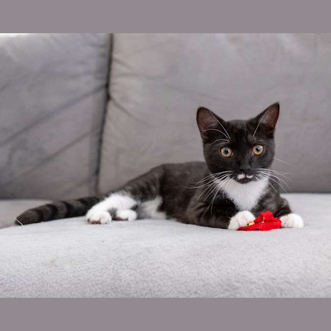 Photo of Thimble