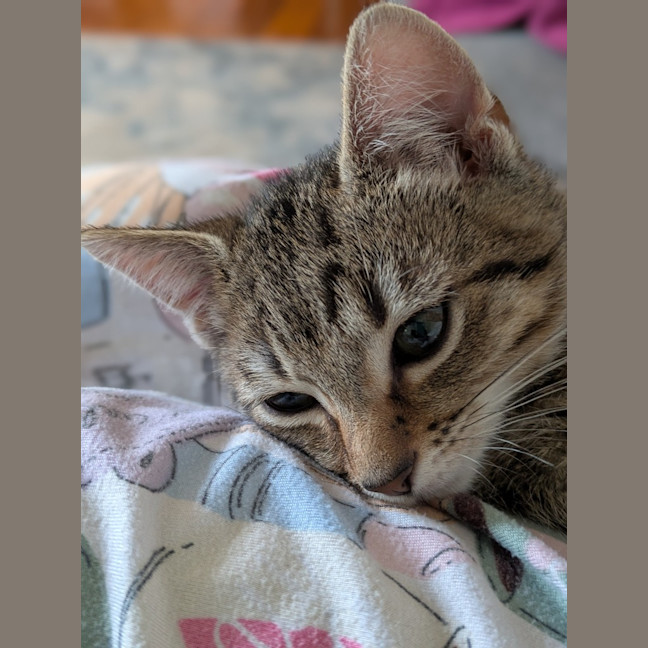 Photo of Pickle
