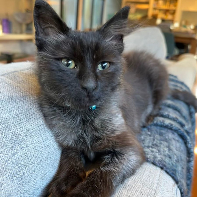 Photo of Midnight
