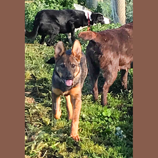 Photo of Rin Tin Tin 