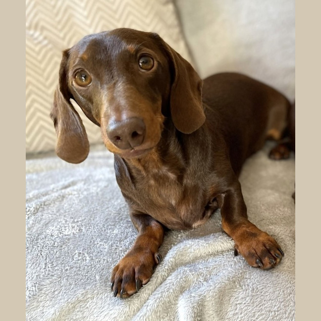 Photo of Bailey