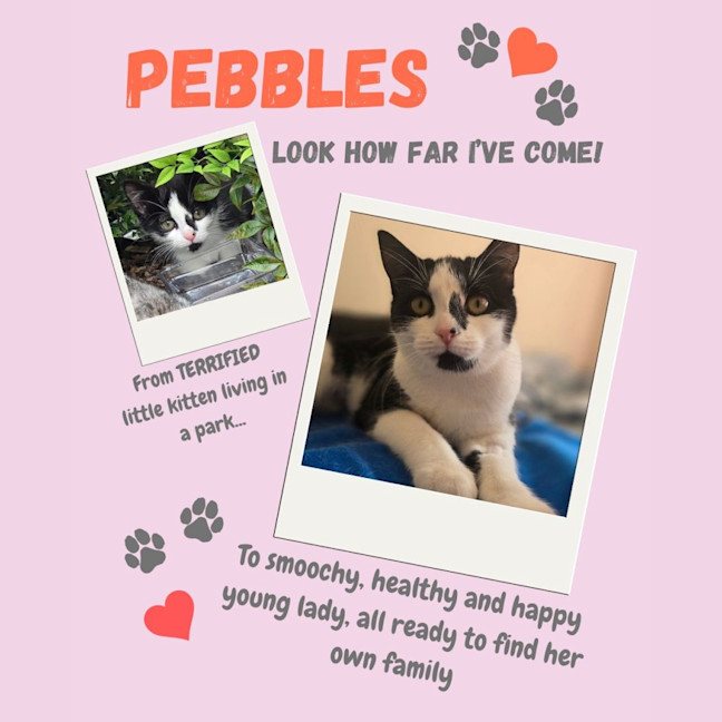 Photo of Pebbles