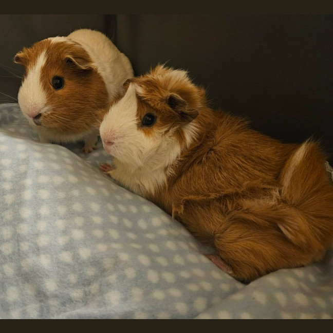 Photo of Milky & Lucky