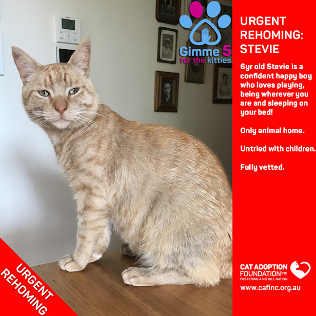 Photo of Stevie Private Rehoming No Charge!