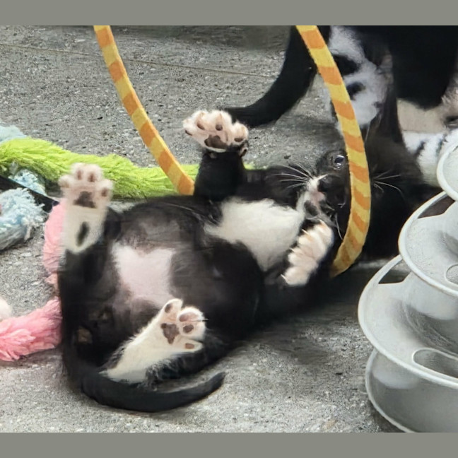 Photo of Rocket 🚀