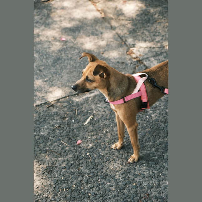 Photo of Pip