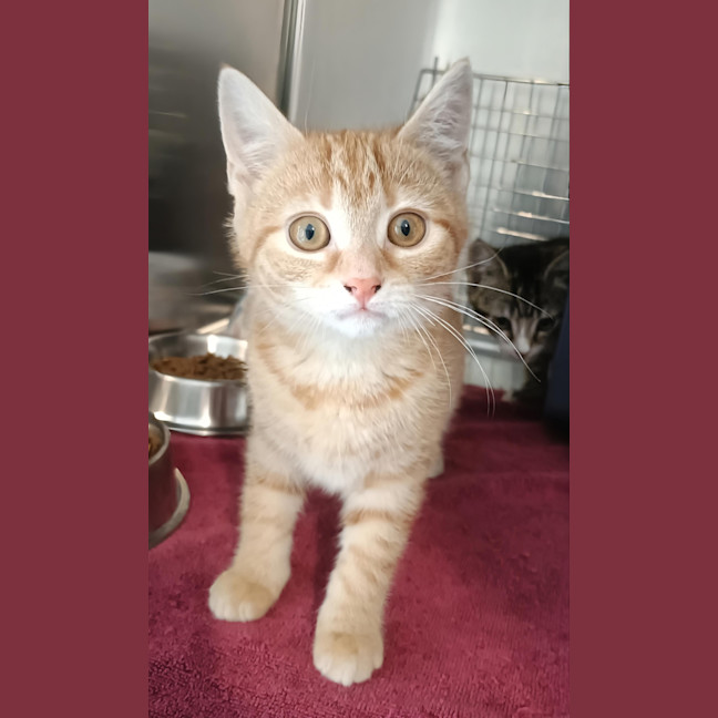 Photo of Honey