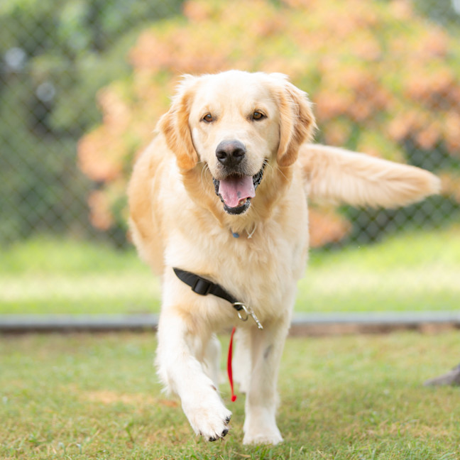 Photo of Ginger