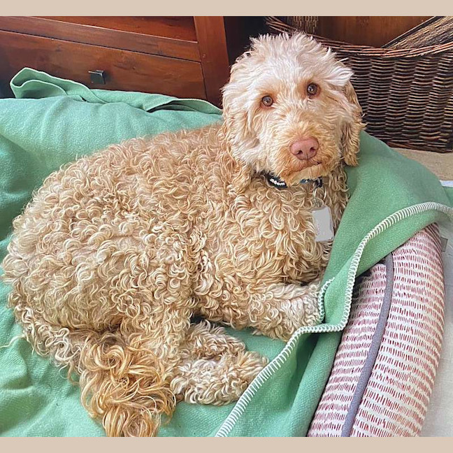 Photo of Piper