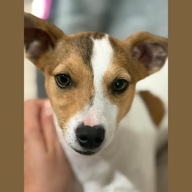 Photo of Rook