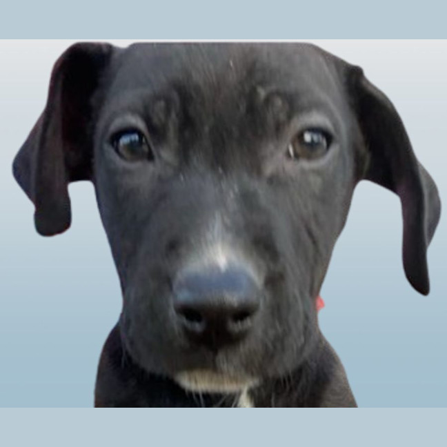 Photo of Kirby   8 Month Old, Male, Mixed Breed Puppy