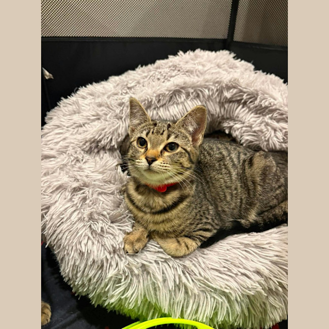 Photo of Plum