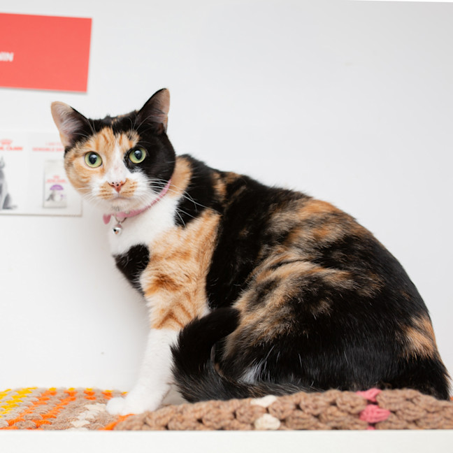 Photo of Luna Aka Meadow