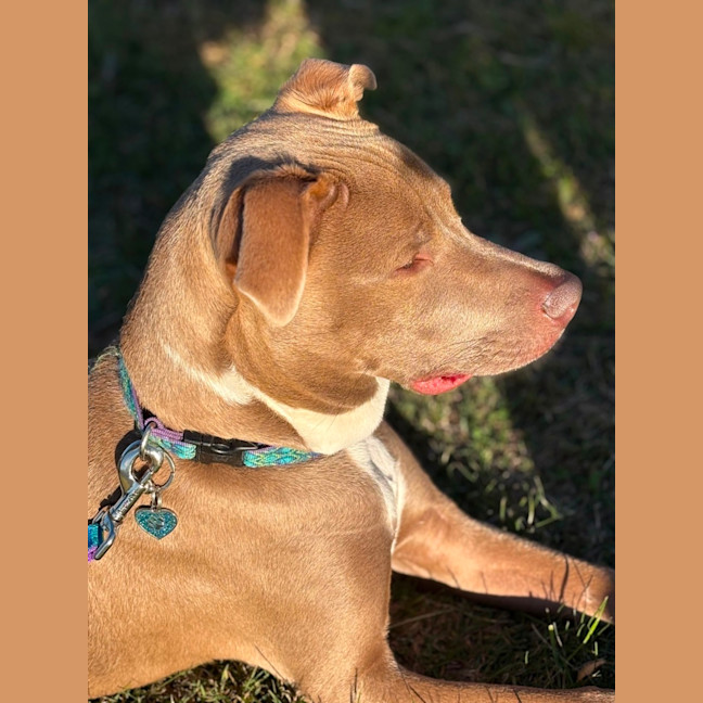 Photo of Bodhi 🐾🐾🐶🐶