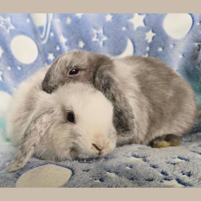 Photo of Pistachio & Truffle (Located Wantirna South) 
