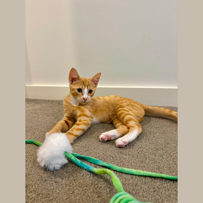 Photo of Teddy