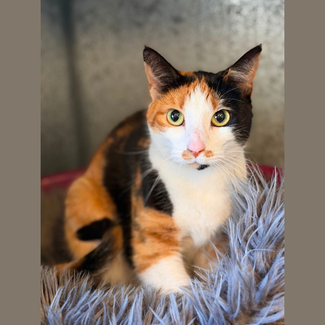 Photo of Luna