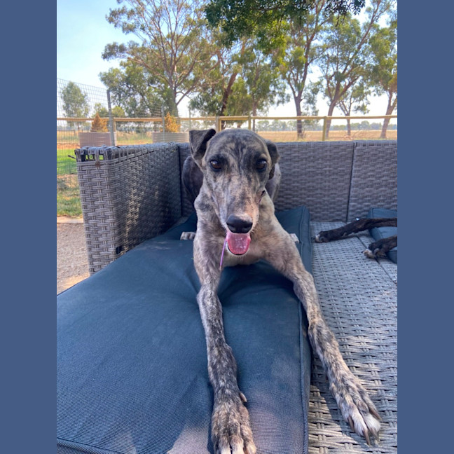 Photo of Roxy