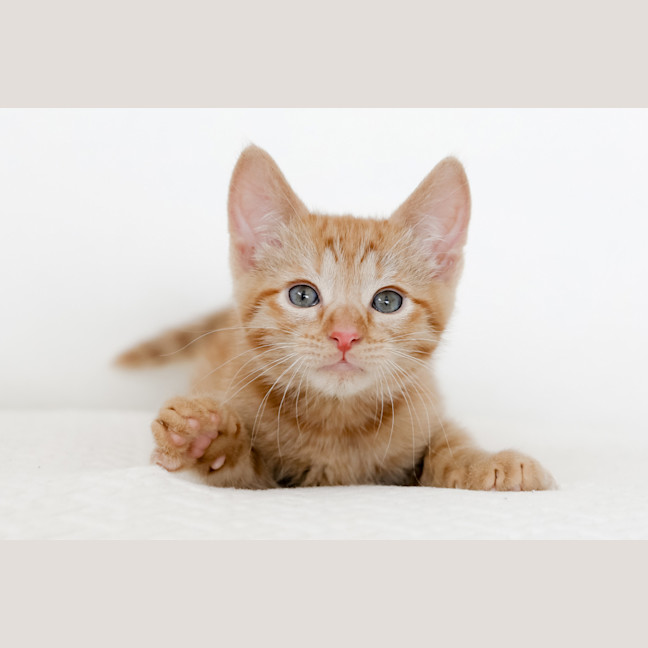 Photo of Rupert