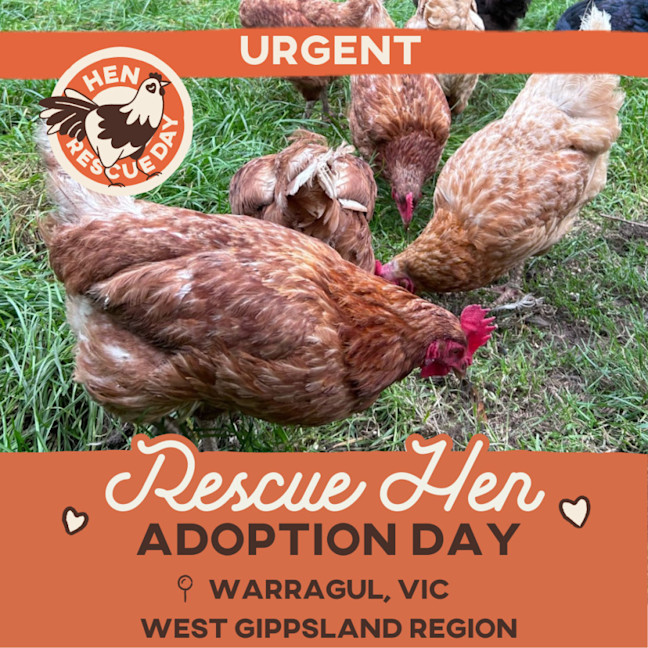 Photo of 🚨 Urgent: Rescue Hens From An Egg Farm 🫶