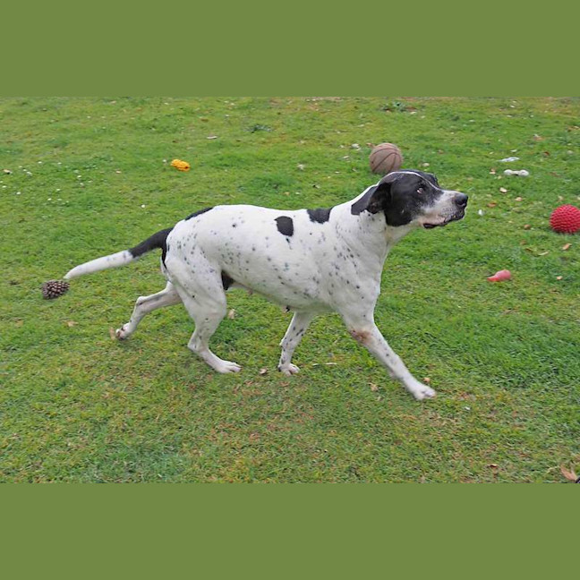 Photo of Gracie