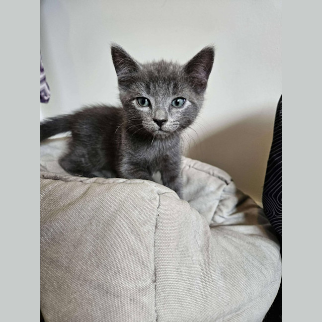 Photo of Pesto   Located In Preston