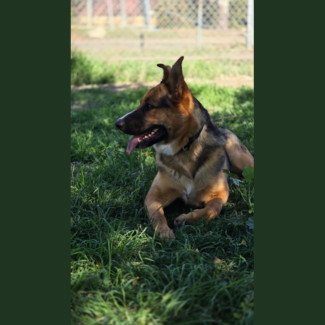 Photo of Cosmo