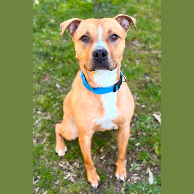 Photo of Bowser